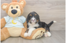 Fluffy Mini Bernedoodle Poodle Mix Pup