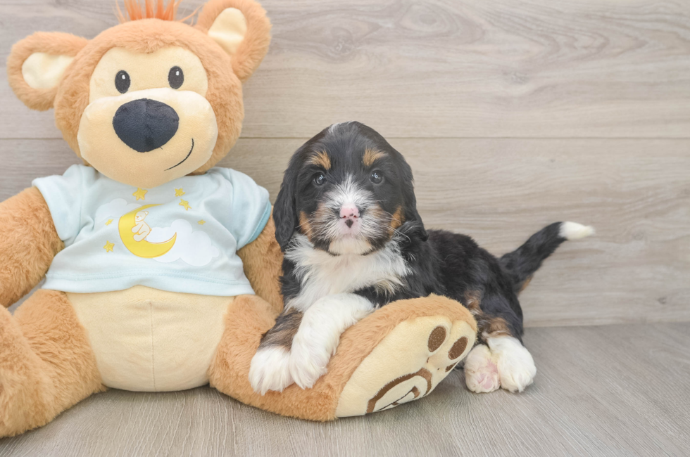 5 week old Mini Bernedoodle Puppy For Sale - Premier Pups