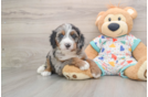 Mini Bernedoodle Puppy for Adoption