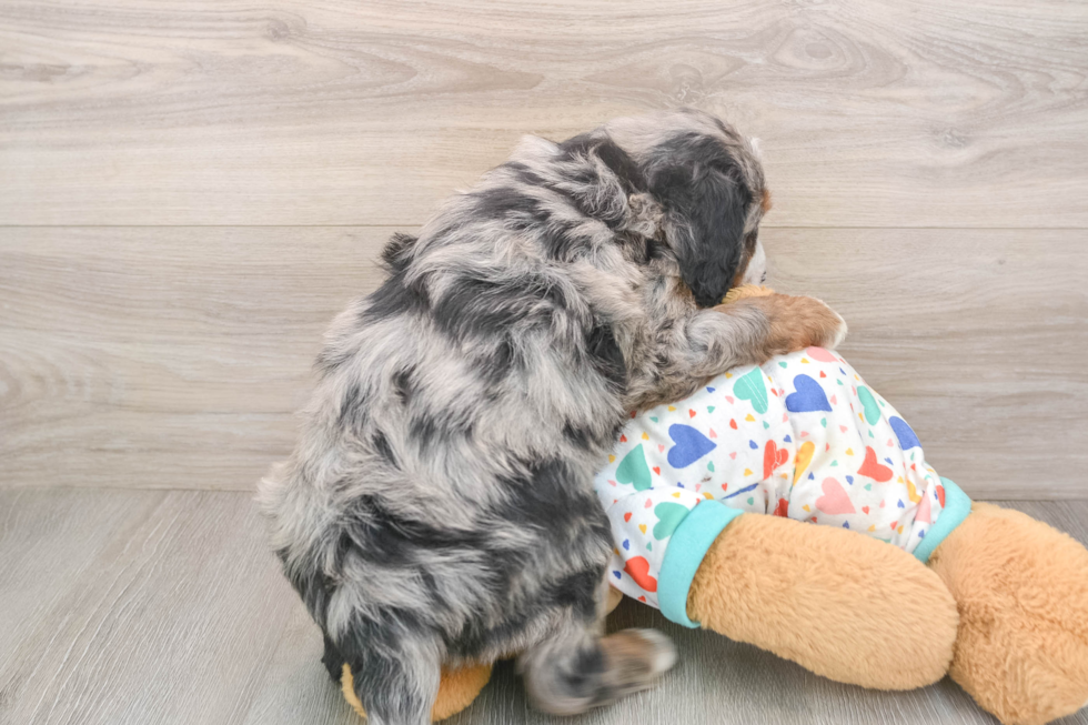 Adorable Mini Bernesedoodle Poodle Mix Puppy