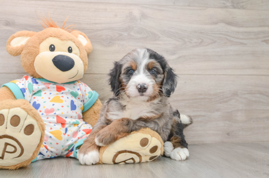 Fluffy Mini Bernedoodle Poodle Mix Pup