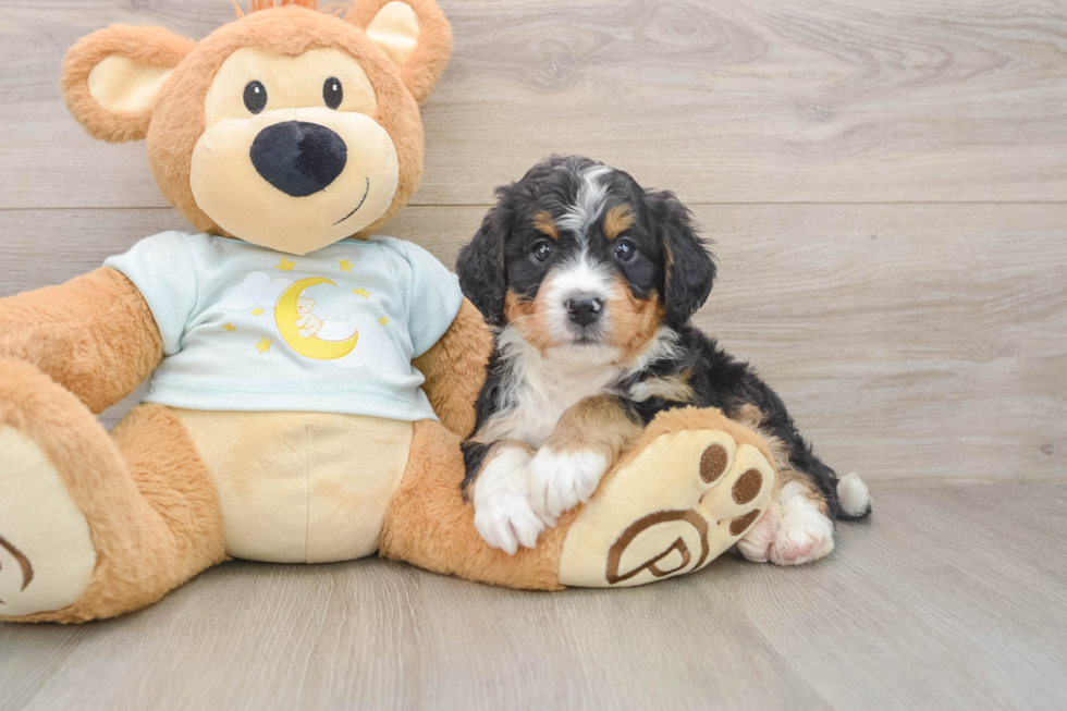 Mini Bernedoodle Puppy for Adoption