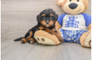 Mini Bernedoodle Puppy for Adoption