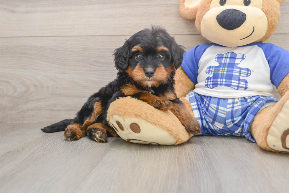 Mini Bernedoodle Puppy for Adoption