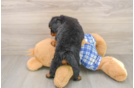 Mini Bernedoodle Pup Being Cute