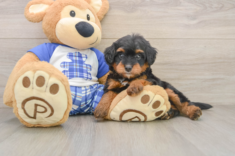 Friendly Mini Bernedoodle Baby