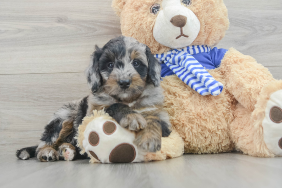 Mini Bernedoodle Pup Being Cute