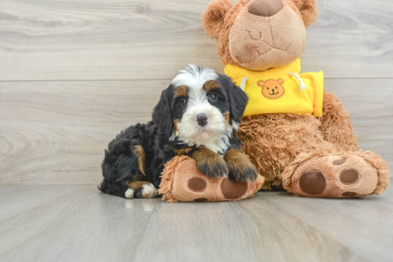 Mini Bernedoodle Pup Being Cute