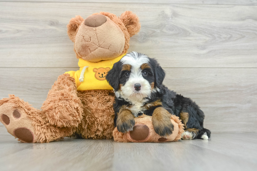 Best Mini Bernedoodle Baby