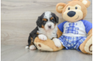 Little Mini Berniedoodle Poodle Mix Puppy