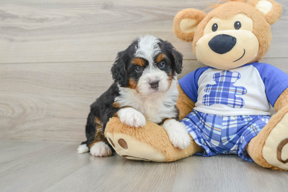 Little Mini Berniedoodle Poodle Mix Puppy
