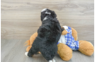Energetic Bernadoodle Poodle Mix Puppy