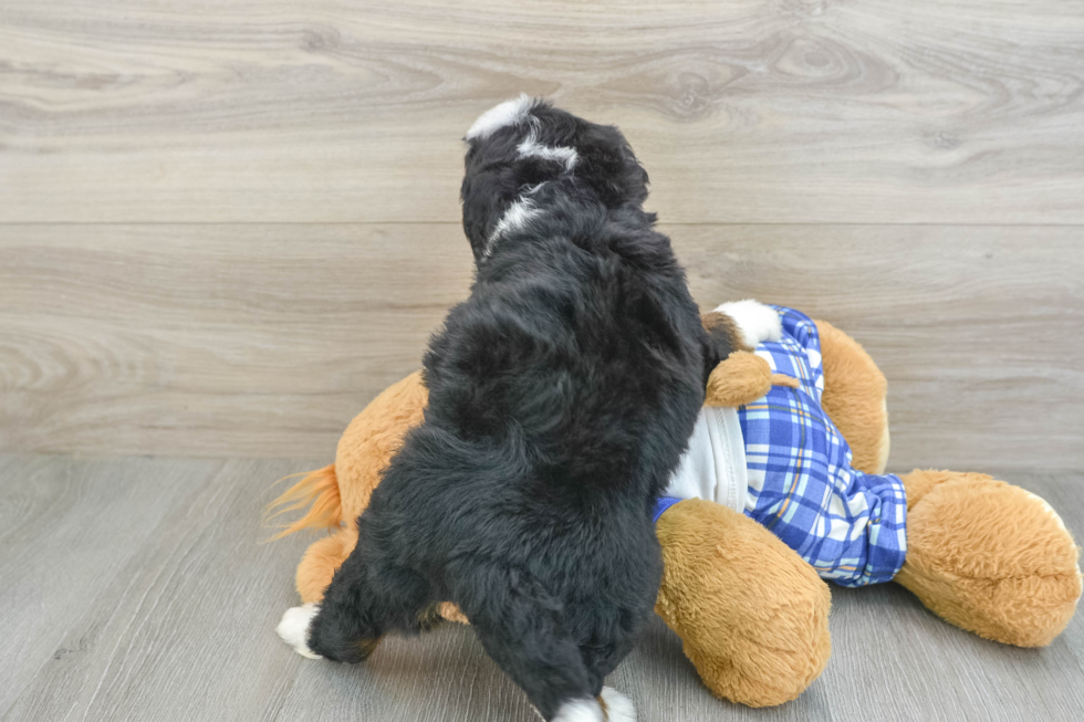Energetic Bernadoodle Poodle Mix Puppy
