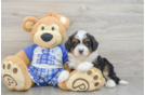 Mini Bernedoodle Pup Being Cute