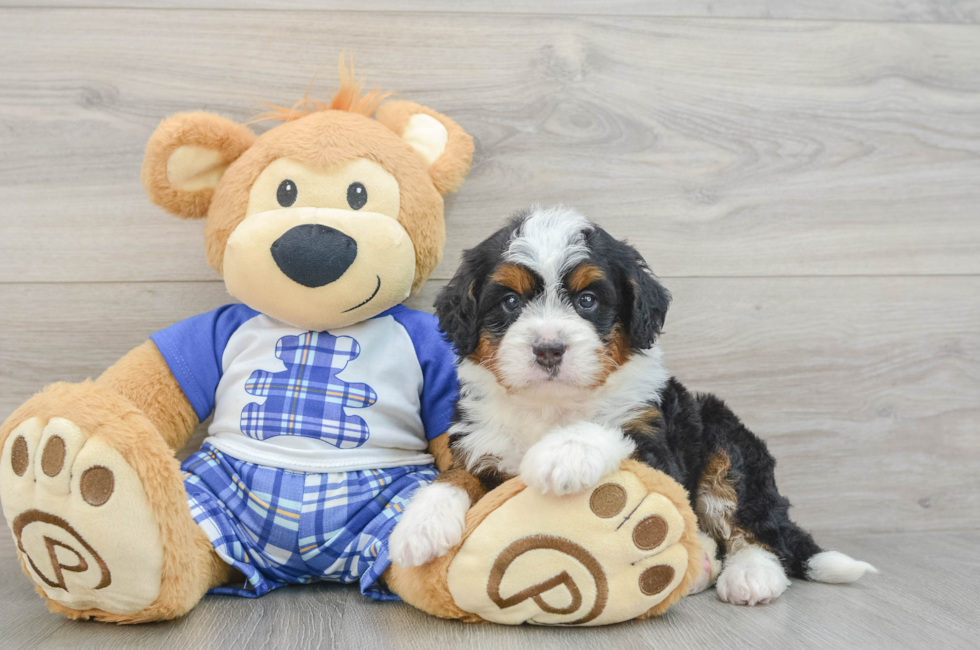 4 week old Mini Bernedoodle Puppy For Sale - Premier Pups