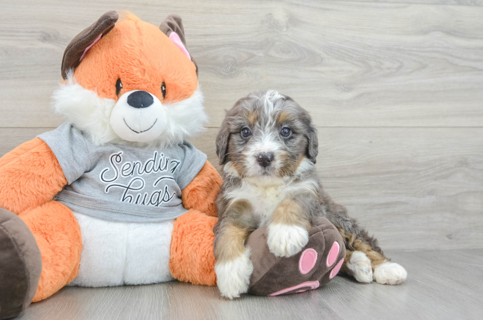 5 week old Mini Bernedoodle Puppy For Sale - Premier Pups