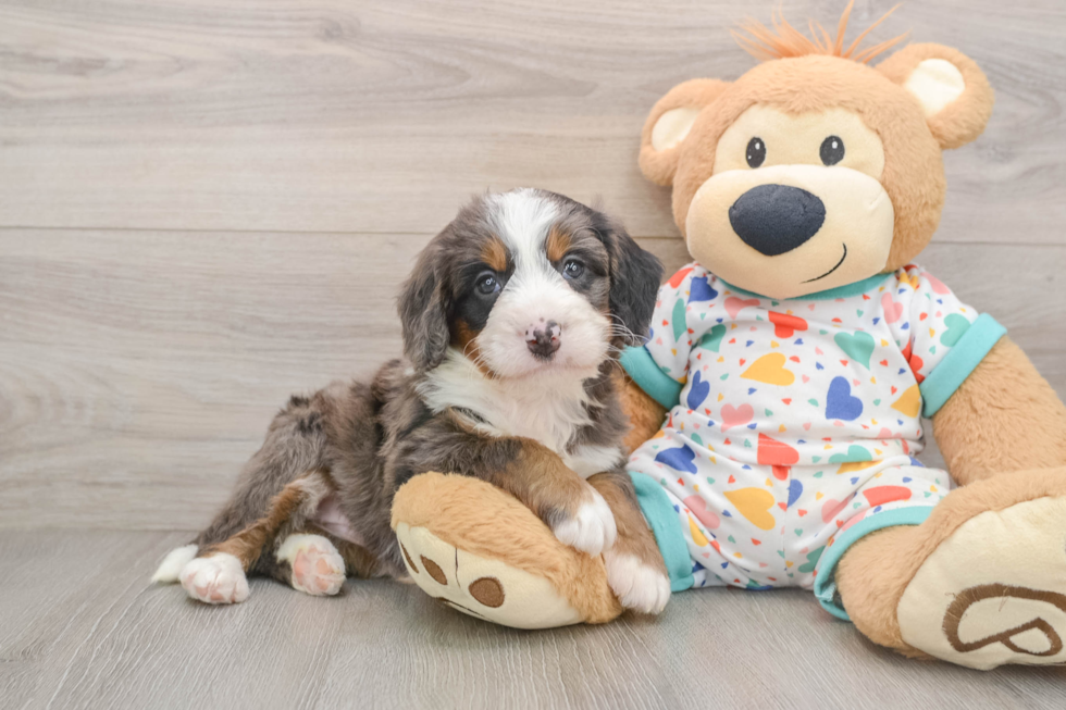 Popular Mini Bernedoodle Poodle Mix Pup