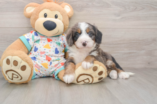 Friendly Mini Bernedoodle Baby