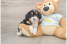Small Mini Bernedoodle Baby