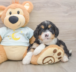 6 week old Mini Bernedoodle Puppy For Sale - Premier Pups