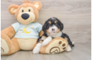 Mini Bernedoodle Puppy for Adoption