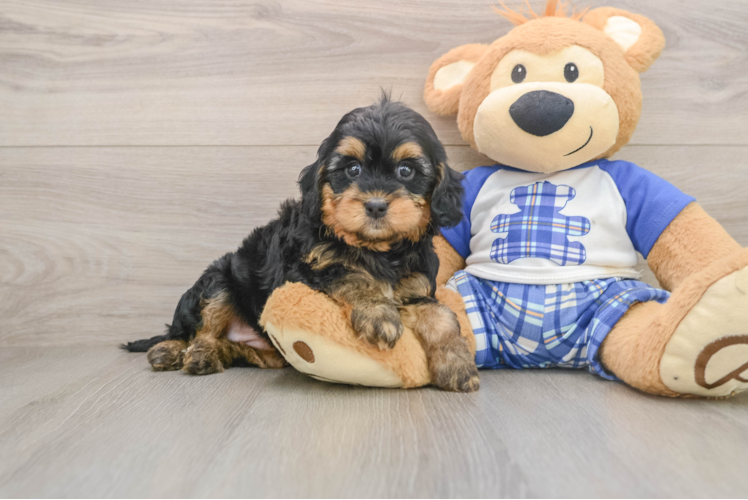 Best Mini Bernedoodle Baby