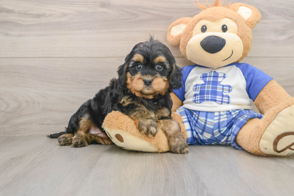 Best Mini Bernedoodle Baby