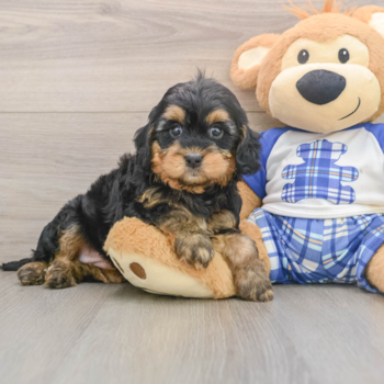 Best Mini Bernedoodle Baby