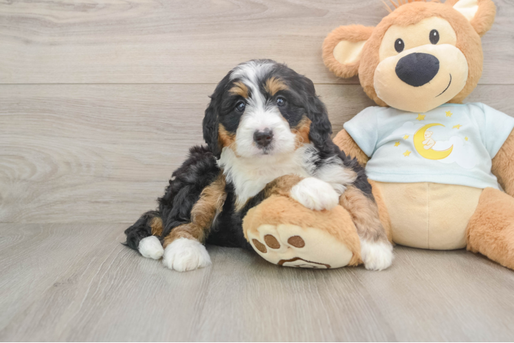 Mini Bernedoodle Pup Being Cute