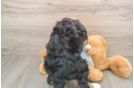 Sweet Mini Bernedoodle Baby