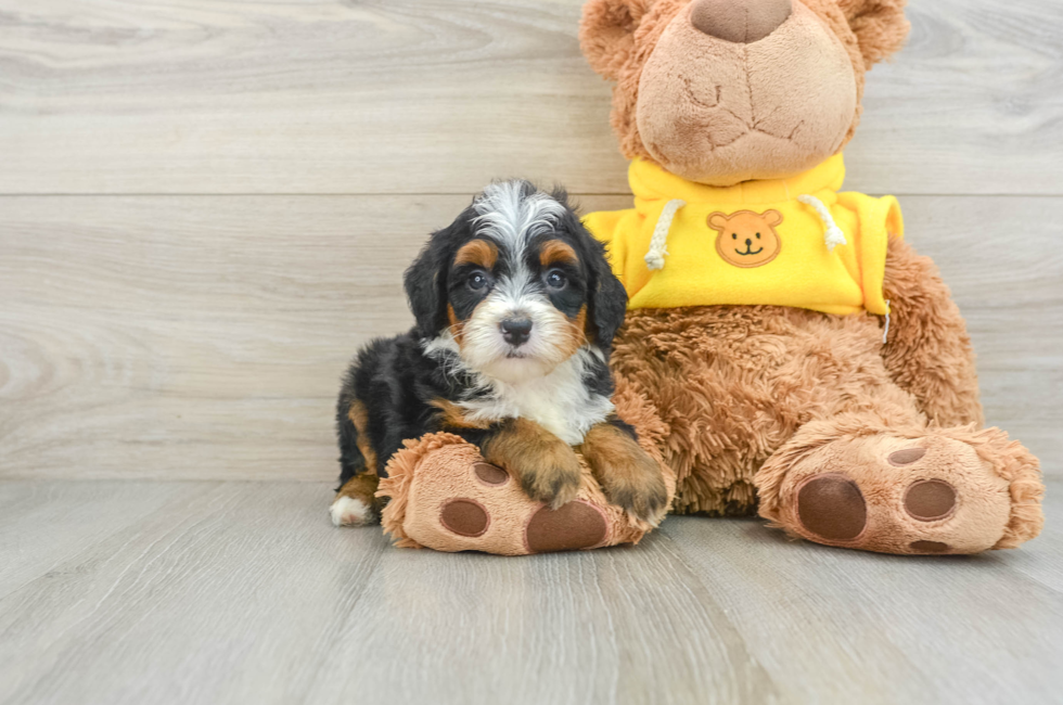 5 week old Mini Bernedoodle Puppy For Sale - Premier Pups