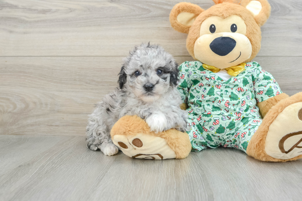 Mini Bernedoodle Pup Being Cute