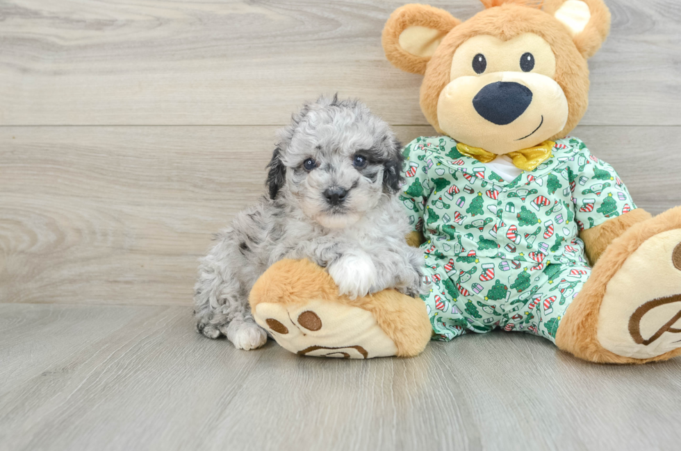 5 week old Mini Bernedoodle Puppy For Sale - Premier Pups