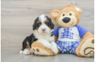Small Mini Bernedoodle Baby