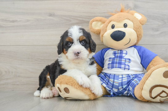 Small Mini Bernedoodle Baby