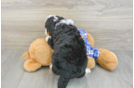 Happy Mini Bernedoodle Baby