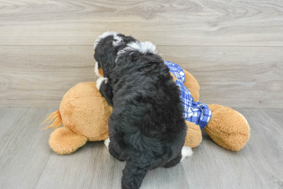 Happy Mini Bernedoodle Baby