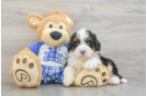 Best Mini Bernedoodle Baby