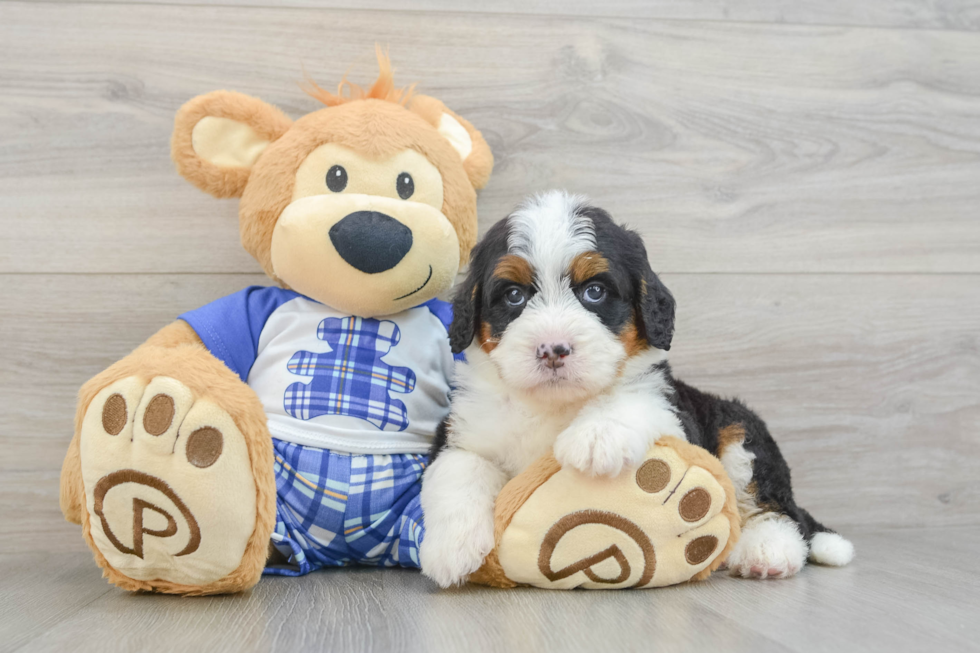 Best Mini Bernedoodle Baby