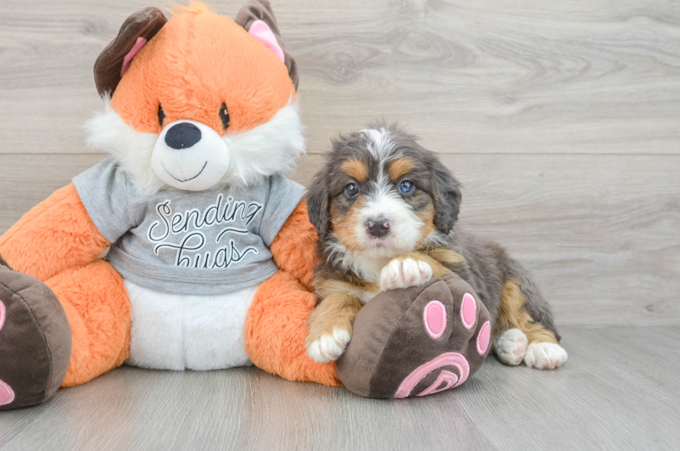 5 week old Mini Bernedoodle Puppy For Sale - Premier Pups