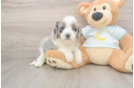 Best Mini Bernedoodle Baby