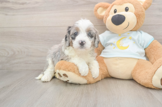 Best Mini Bernedoodle Baby
