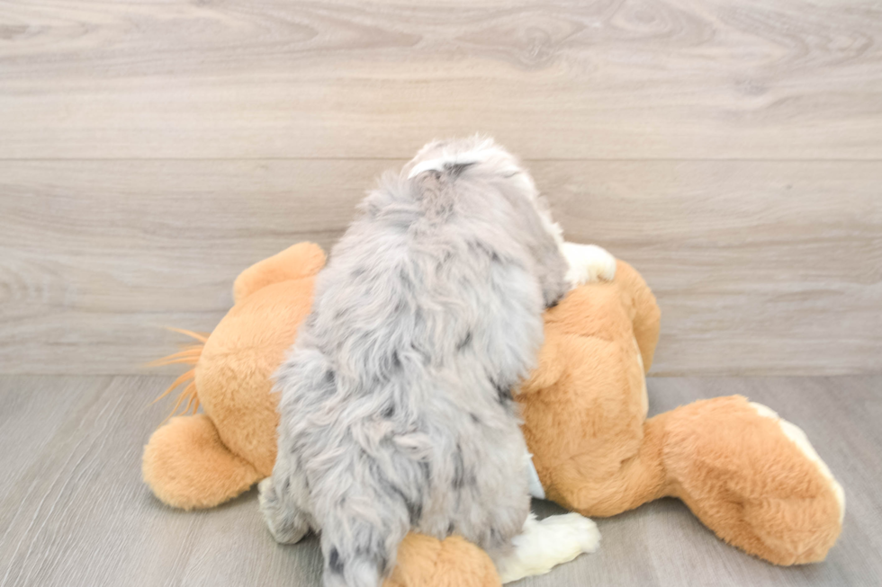 Friendly Mini Bernedoodle Baby