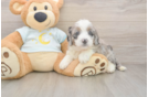 Mini Bernedoodle Puppy for Adoption