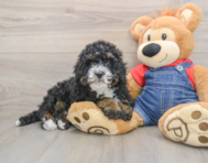 7 week old Mini Bernedoodle Puppy For Sale - Premier Pups