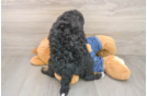 Mini Bernedoodle Pup Being Cute