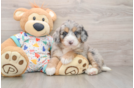 Best Mini Bernedoodle Baby