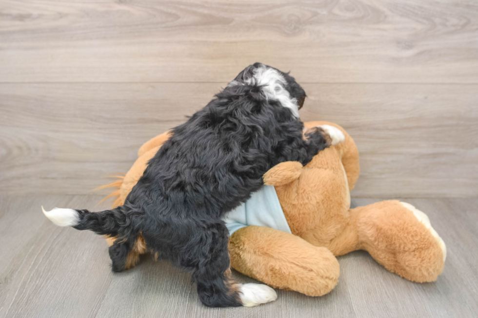 Mini Bernedoodle Puppy for Adoption