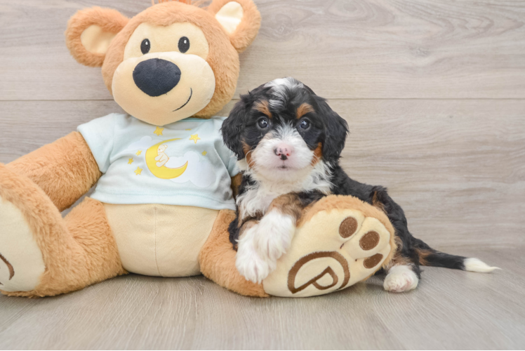 Mini Bernedoodle Pup Being Cute