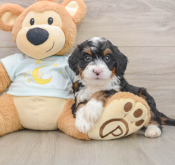 6 week old Mini Bernedoodle Puppy For Sale - Premier Pups